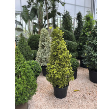 Olika formklippta träd i krukor