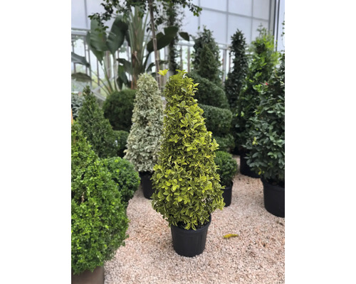 Olika formklippta träd i krukor