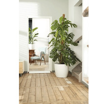Interiörscen med en Monstera krukväxt i en vit kruka bredvid en dörr.