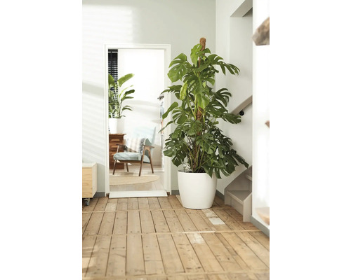 Interiörscen med en Monstera krukväxt i en vit kruka bredvid en dörr.