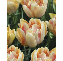 Närbild av gulrödaktiga tulpanblommor