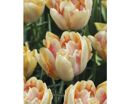 Närbild av gulrödaktiga tulpanblommor