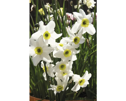 Narzissblommor i detalj