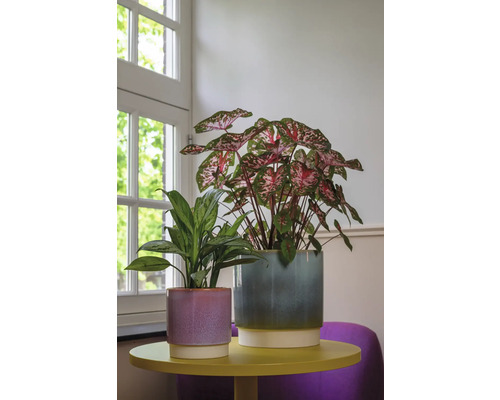 Två krukväxter i planteringskärl på ett sidobord framför ett fönster.