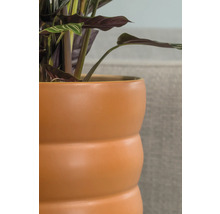 Växt i en dekorativ ytterkruka