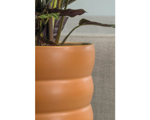 Inomhusväxt i keramikkruka