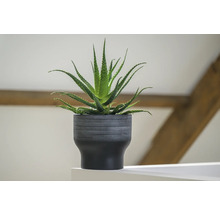 Aloe Vera-planta i en texturerad kruka