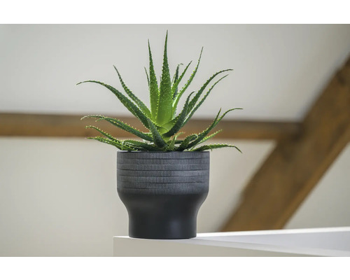 Aloe vera-växt i en kruka