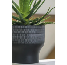 Aloe Vera växt i svart dekorativ kruka med mönster