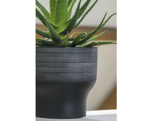Aloe Vera växt i svart dekorativ kruka med mönster