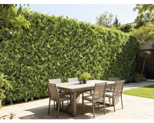 Utomhusscen med matbord och grön vägg som insynsskydd i trädgården.