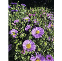 Närbild av lila höstastrar i trädgården.