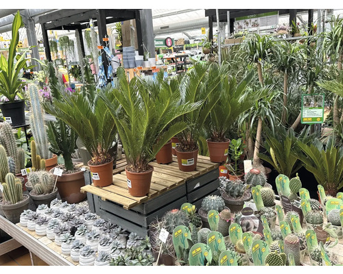 Urval av krukväxter, inklusive palmbräken och kaktusar, i ett trädgårdscenter.