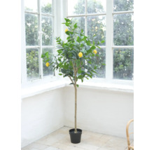 Dekorativt citronträd i kruka för inomhusbruk