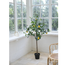 Dekorativt citronträd i kruka framför ett fönster