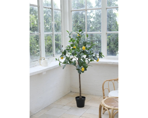 Dekorativt citronträd i kruka framför ett fönster