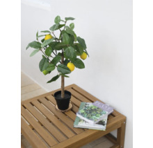 Dekorativt citronträd i kruka på ett träbord med böcker