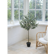 Dekorativt olivträd som krukväxt i ett rum med stort fönster och rottingstol.