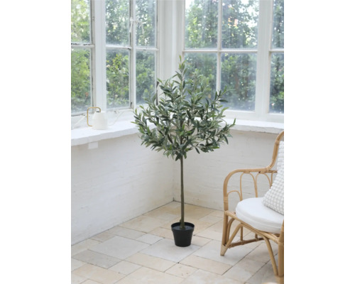 Dekorativt olivträd som krukväxt i ett rum med stort fönster och rottingstol.