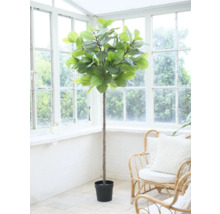 Inomhusväxt i kruka framför ett fönster.