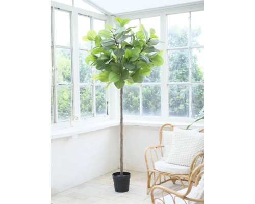 Inomhusväxt i kruka framför ett fönster.