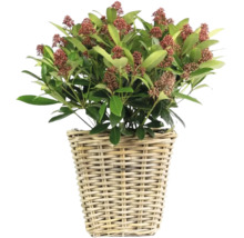 Skimmia i flätad korg