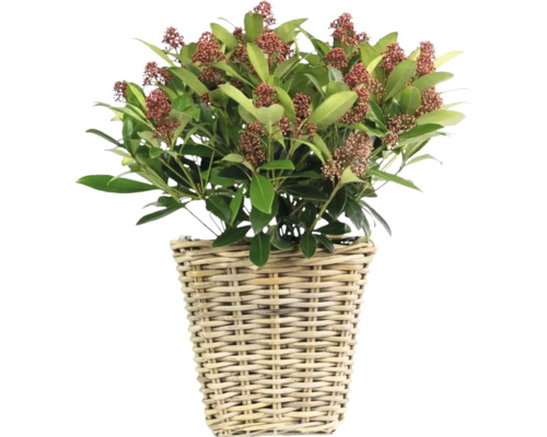 Skimmia i en flätad korg