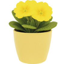 Gul primula i en kruka