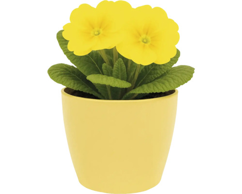 Gul primula i en kruka