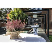 Arrangemang med ljung på ett trädgårdsbord