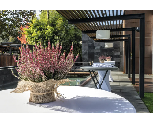 Arrangemang med ljung på ett trädgårdsbord