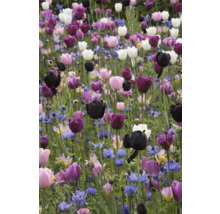 Fält med tulpaner och andra vårblommor
