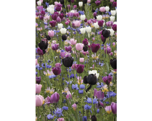 Fält med tulpaner och andra vårblommor