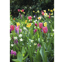 Blomsterrabatt med tulpaner, narcisser och hyacinter i trädgården