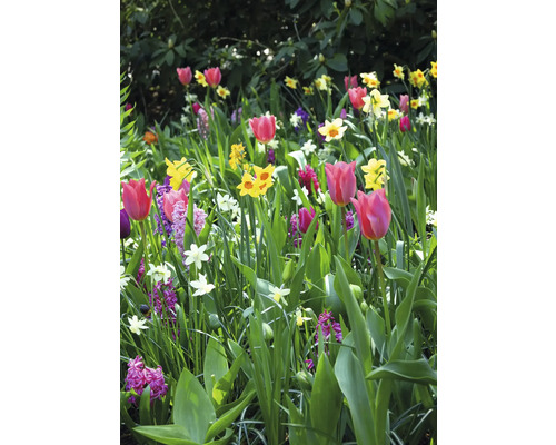 Blomsterrabatt med tulpaner, narcisser och hyacinter i trädgården