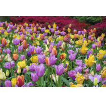 Fält med mångfärgade tulpanblommor.
