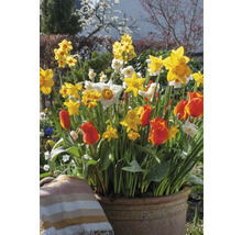 Blomsterarrangemang med narcisser och tulpaner i en kruka i trädgården.