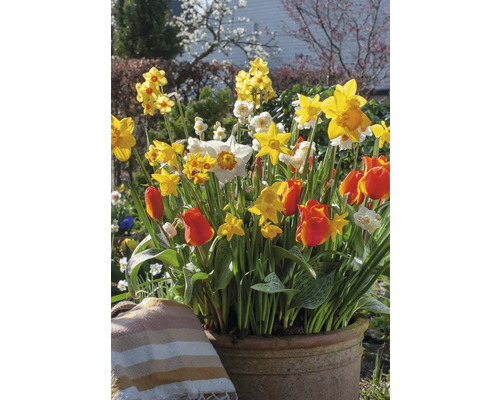 Blomsterarrangemang med narcisser och tulpaner i en kruka i trädgården.
