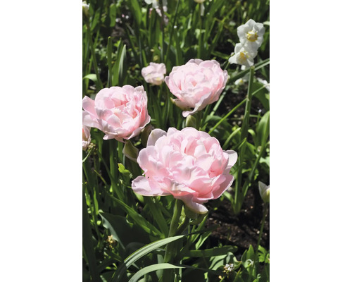 Närbild av rosa tulpaner i trädgården