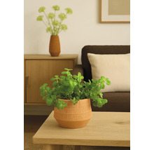 Dekorativ krukväxt i en prydnadskruka på ett bord