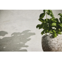 Basilika växt i en kruka med växtskugga på väggen