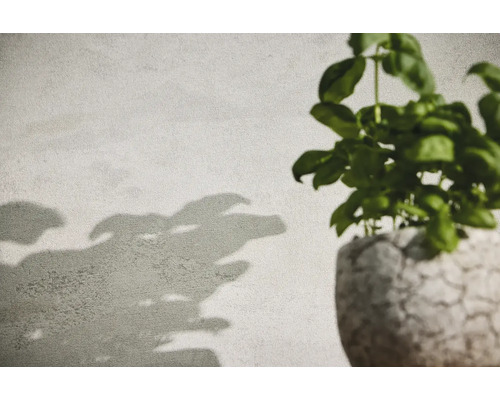 Basilika växt i en kruka med växtskugga på väggen