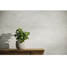 Basilika växt i kruka på ett träbord