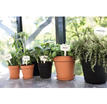 Olika kryddväxter i krukor med etiketter