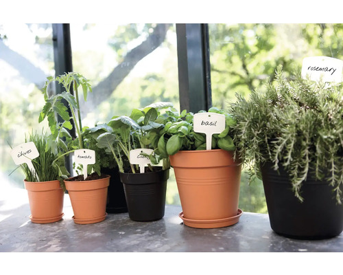 Olika örter och grönsaker som gräslök, tomat, kål, basilika och rosmarin i krukor med växtetiketter