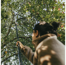 Kvinna plockar äpplen från trädet med en fruktplockare.