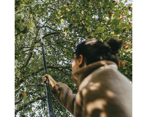 Kvinna plockar äpplen från trädet med en fruktplockare.