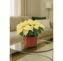 Julstjärna med gula högblad i en röd kruka på ett bord