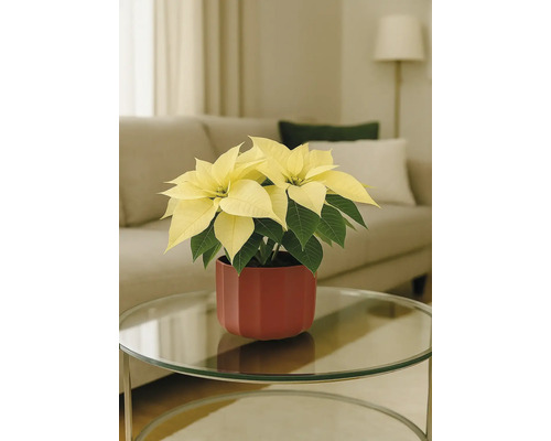 Julstjärna med gula högblad i en röd kruka på ett bord