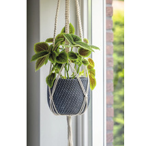 Hängande växt i flätad kruka